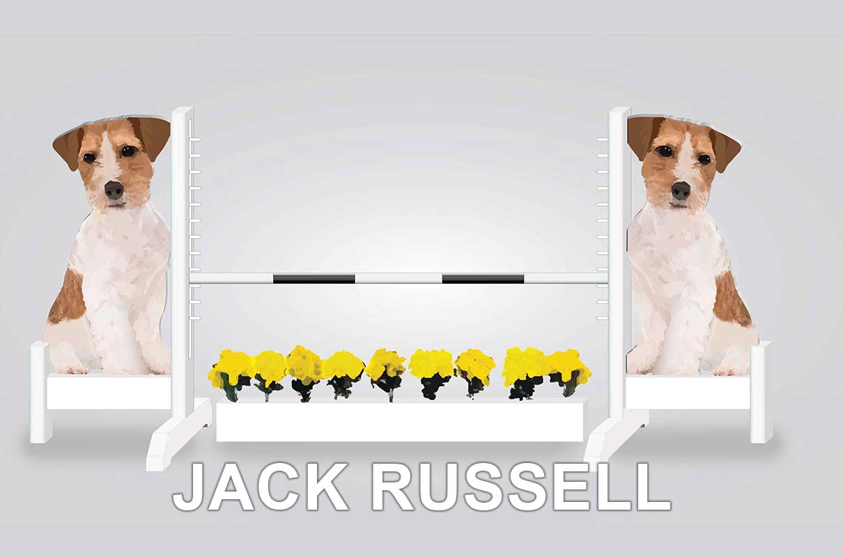 jack russell with flowerbox
